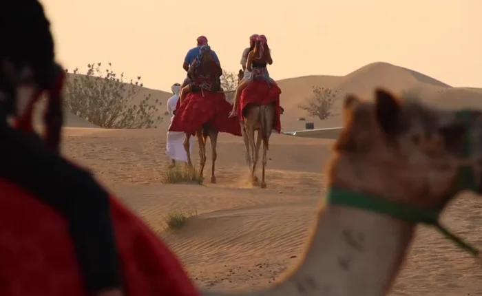Camel Desert Safari Dubai