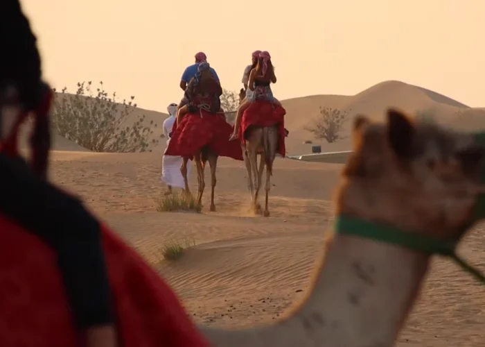 Sunset Camel Safari