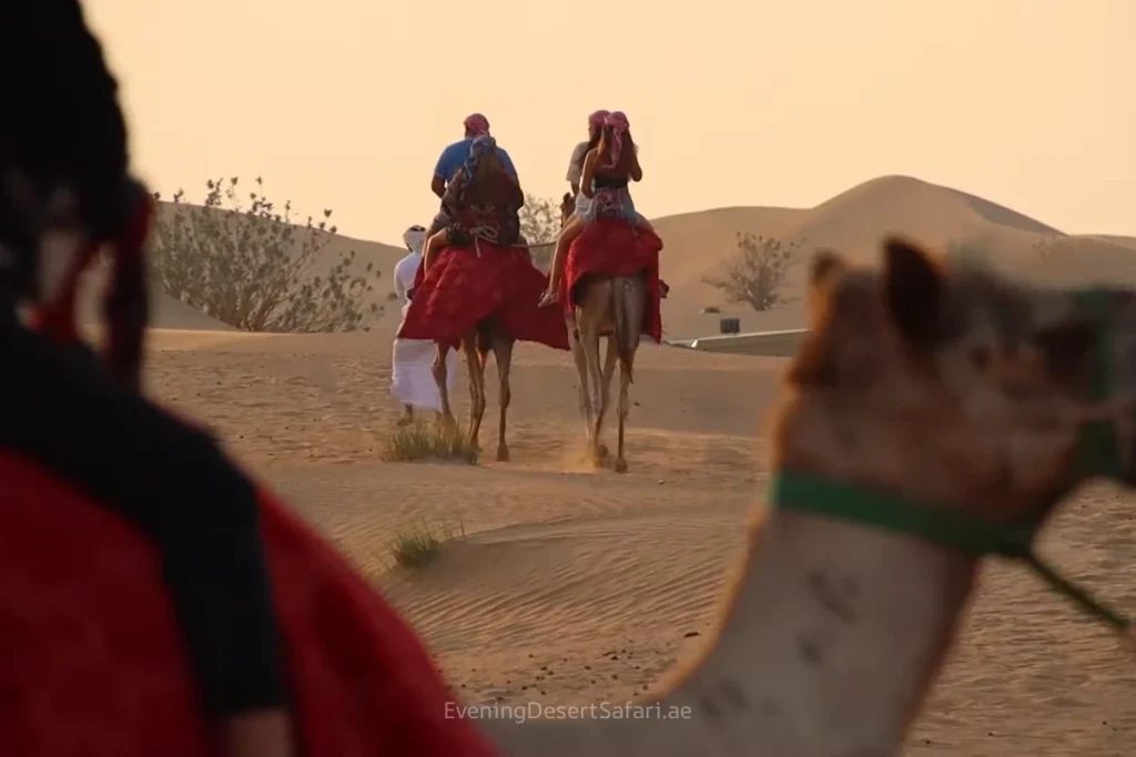 Sunset Camel Ride Dubai